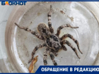 В доме Волжского поймали ядовитого тарантула: видео