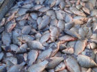 В Волгоградской области браконьеры выловили больше 200 кг рыбы: обвиняемым грозит наказание 