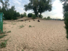 Свора бездомных собак облюбовала городской пляж в Волжском