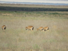 Тысячи «степных призраков» вернулись в природные парки Волгоградской области 