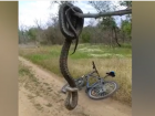Полутораметровую «гремучую» змею встретил местный житель в окрестностях Волжского