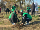 Сотню новых кленов посадили в Волжском 