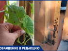 «Нас одолели клопы»: УК отказывается опрыскивать деревья в Волжском