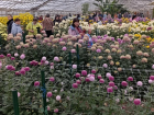Бал хризантем в ботаническом саду: волжане увидят больше сортов