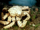 Волжане посетят морскую выставку онлайн