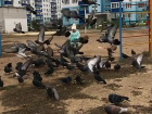 Чудесное рядом: трехлетняя малышка покорила видеороликом с голубями в Волжском 