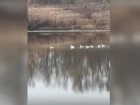 Стая лебедей облюбовала водоем под Волжским: видео