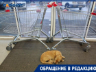 Глисты и блохи: собаки греются в продуктовых магазинах Волжского