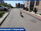 Бешеная блохастая собака терроризирует детей у пятой школы в Волжском