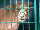 Волжане подписывают петицию против передвижных цирков и зоопарков
