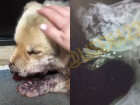 Нашли истекающим кровью: в Волгограде спасают расстрелянного щенка