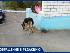 Агрессивные бродячие псы нападают на жителей Волжского
