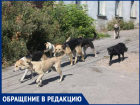 Свора бездомных собак напала на мужчину с ребенком