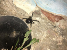 Волжанин встретил смертельно ядовитого паука около жилого дома