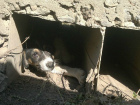В Волгограде щенок поселился в канализационной трубе