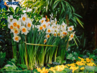 Весна скоро: в оранжерее готовят первоцветы к встрече с волжанами