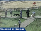 Волжанка пожаловалась на выгул собак на детской площадке