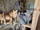 Пятимесячные котята ищут семью в Волжском