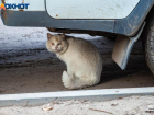 Бешеный кот пришел к семье и умер в Волгоградской области: введен карантин