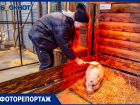 Где и как поласкать удава в Волжском: фоторепортаж