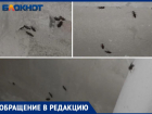 МКД в Волжском засыпан тараканами: видео