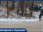 Волжанка жалуется на стаи собак рядом с домом