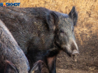 Животным в Волго-Ахтубинской пойме выдадут продуктовый паек