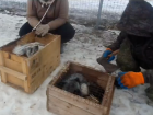 Три лисички из Брянска теперь живут в приюте близ Волжского: видео