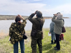 Жителей региона зовут стать волонтерами-орнитологами