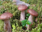 Сезон отравления грибами открыт