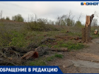 Спилили единственное дерево у пляжа: жители Волжского недовольны убийством зеленого фонда