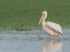 Эх, залетные: розовый пеликан стал редким гостем в Волжском