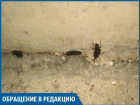 Трехсантиметровые тараканы плодятся в жилых домах Волжского