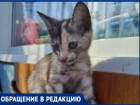 «Мы хотим вернуть их домой»: в Волжском ищут кошку и двух котят, которые пропали за один вечер