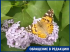 "Волжане удивлены нашествием красивых бабочек на сирени", - волжанин