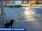 Стая агрессивных собак проживает у отдела полиции в Волжском: видео