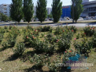 Перед выборами в Волжском стали заботиться о цветочках
