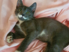 Серый кот Степка с длинными усами ищет семью в Волжском