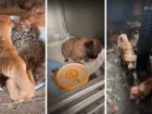 В Волжском приюте рассказали о состоянии трёх десятков животных, спасённых из «собачьего концлагеря»