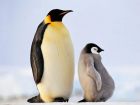 Парень ищет продавца пингвинов в Волжском