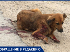 «Собака как решето»: волжанка спасает животное после обстрела в упор
