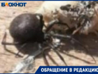 «Каракурт сидел у двери в дом и ждал», — волжанка о страшном госте