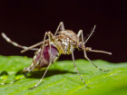 Водные объекты избавят от комаров
