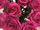 "Жертва" амура похитил 25 роз для любимой в Волгограде