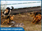 Спасения от бродячих собак нет, на людей набрасываются, - волжанка