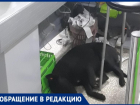 «В магазине продукты пропитались запахом собак, а сами они спят под кассой»,- Максим Демидов