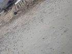 Полчища саранчи атаковали СНТ Тюльпан под Волжским, несмотря на опровержения Россельхознадзора