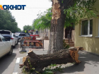 Гигантское дерево рухнуло в Волжском: видео