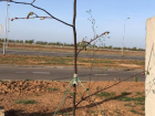 Вандалы ломают саженцы деревьев в Волжском: видео