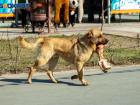 Парень попал в больницу из-за бродячей собаки на дороге под Волжским